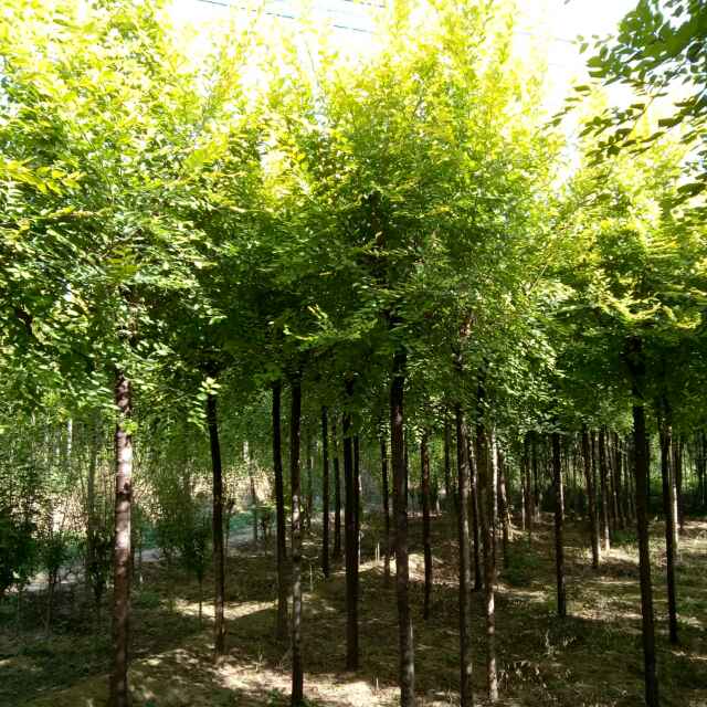 '德州市津期店苗木种植园'头像