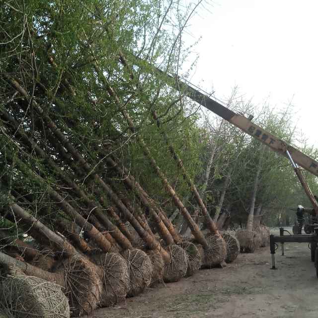 '邳州绿家园银杏苗木种植专业合作社 苏柏龙'头像