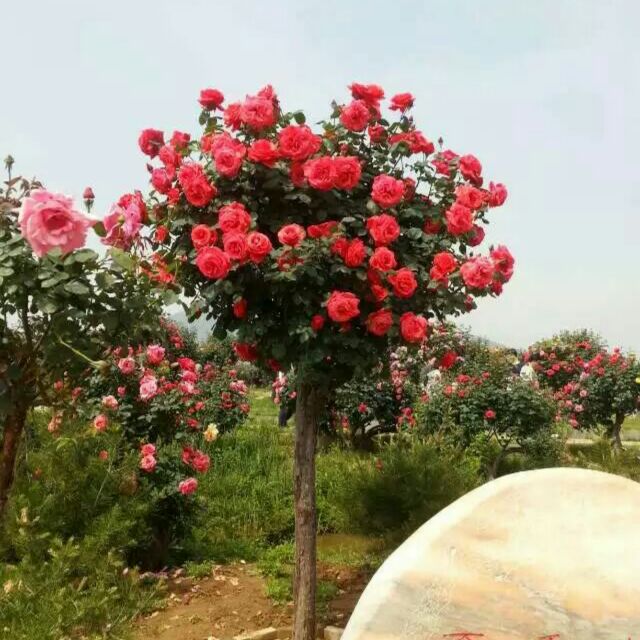 '赵振'头像