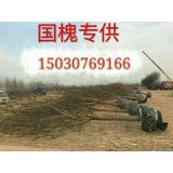'河北省沧州是绿源苗木基地'头像