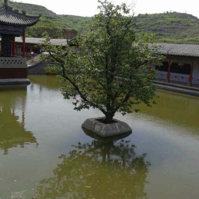 '山西运城绛山红苗木合作社'头像