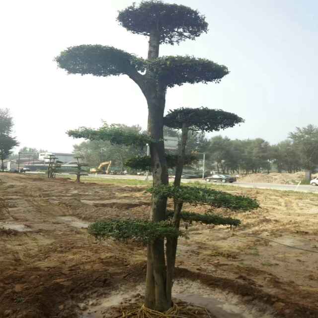 '商志朋'头像