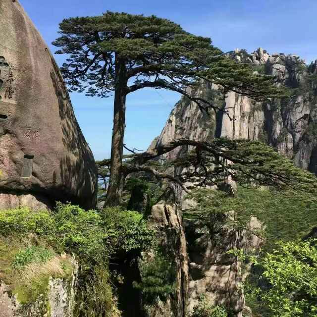 '大同市绿兴苑绿化有限公司魏永伟'头像