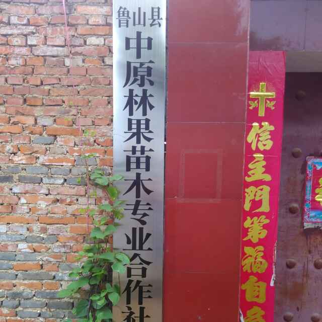 '鲁山县中原林果苗木专业合作社'头像