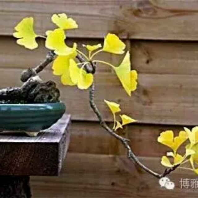'山东郯城美国紫薇培育基地樊纪欣15853'头像