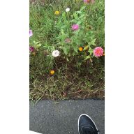 '查道兰'头像