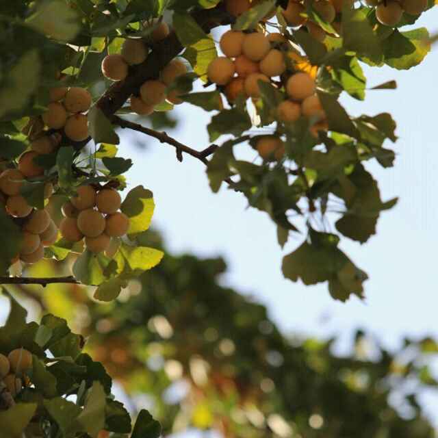 '西峡县海林林木种植有限公司张伟'头像