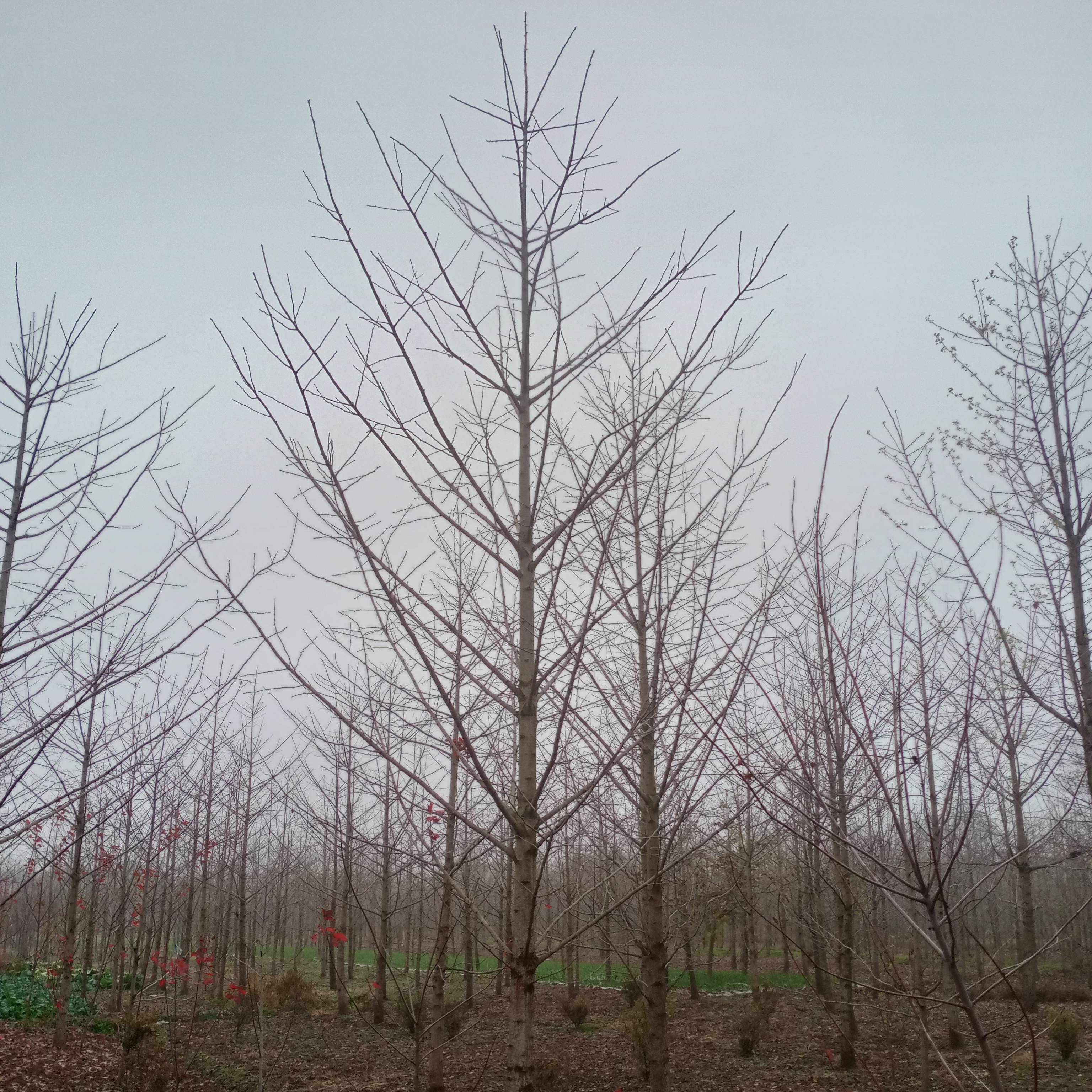 '常宇银杏'头像