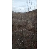 '陕西沙漠绿洲农林建设工程有限公司'头像