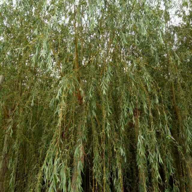 '吴欢'头像