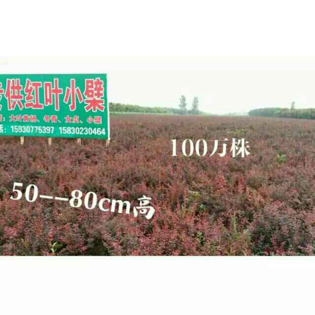 '王立伟'头像