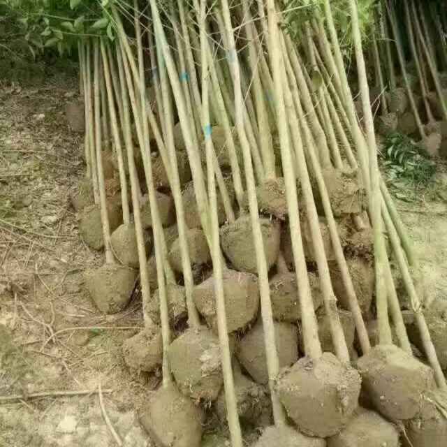 '金小龙'头像