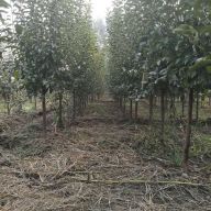 '河北茂瑞苗木种植有限公司'头像