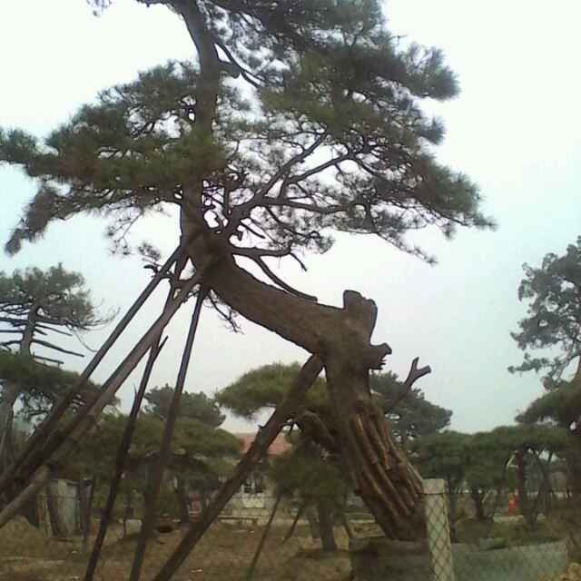 '泰安苗木基地'头像