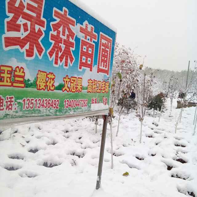 '张雷'头像