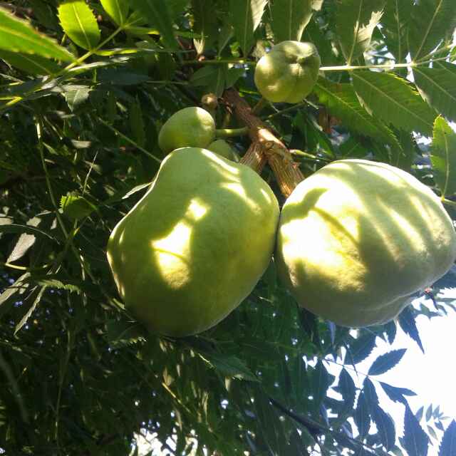 '保定筑邦园林景观有限公司'头像