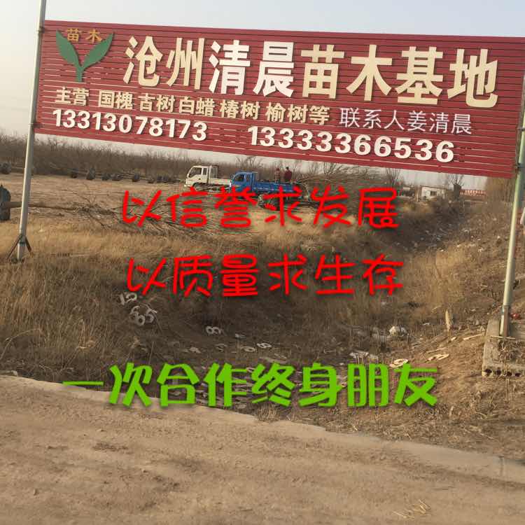 '沧州清晨苗木基地'头像