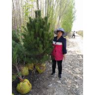 '绿源苗圃马建英'头像