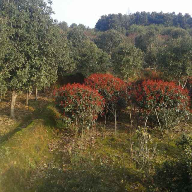 '咸宁万桂桂花苗木种植专业合作社'头像