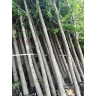 '山东泰安泽兴苗木公司'头像