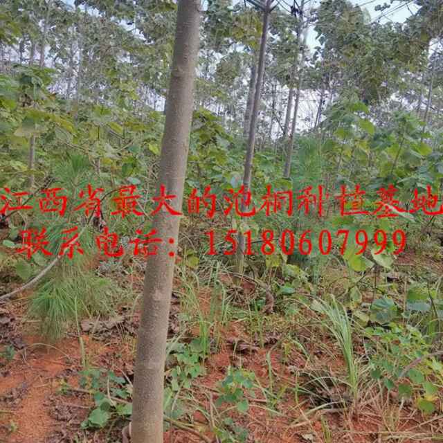 '都昌诚信苗木基地冯唐强'头像