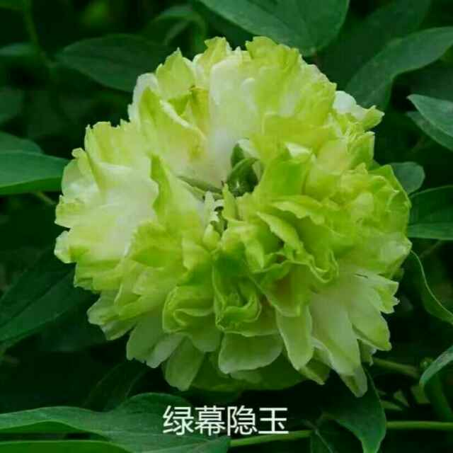 '山东菏泽利友苗木基地'头像
