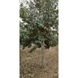 '李新义'头像