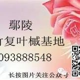 '鄢陵青竹复叶槭有限公司'头像