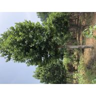 '北京京华景色园林绿化有限公司'头像
