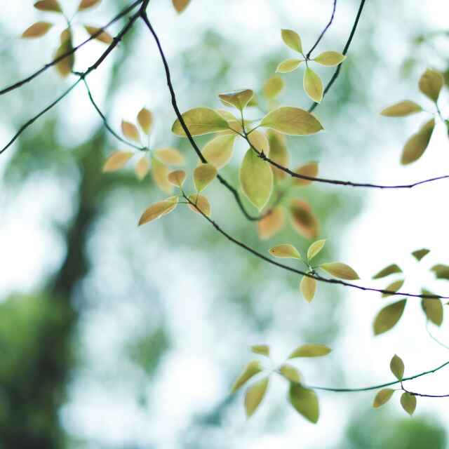 '北京新华源苗木种植有限责任公司'头像
