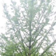 '邳州市海威银杏苗圃场'头像