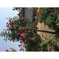 '沭阳泓木苗木场～'头像