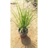 '北京溢彩茂源种植有限公司'头像