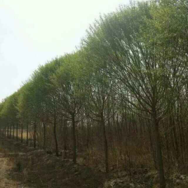 '杨柳基地'头像