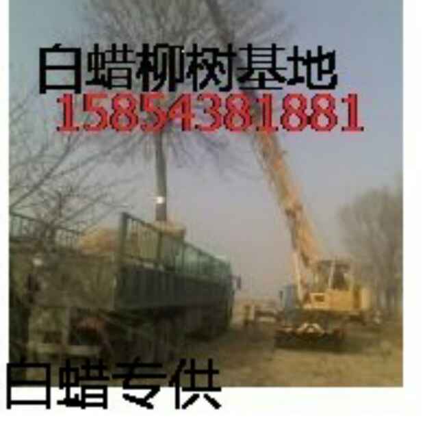 '山东滨洲盛世绿化苗木繁育'头像