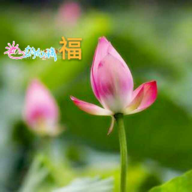 '商水县千涵旺农民种植专业合作社'头像