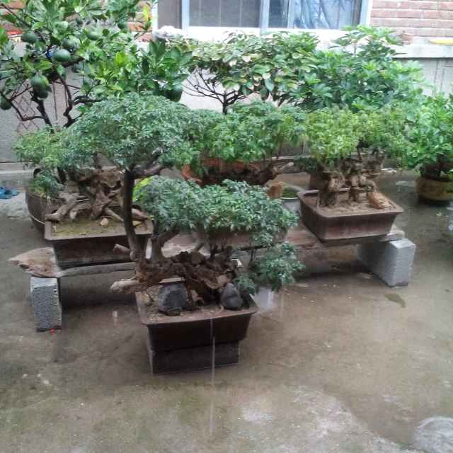 '莒县多彩苗木果品合作社'头像