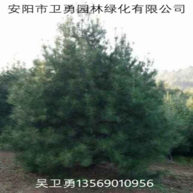 '卫勇苗圃'头像