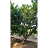 '霸州市鑫景苗木种植有限公司'头像