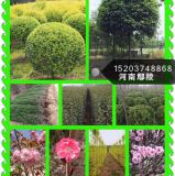 '鄢陵县花美苗木基地赵长龙'头像