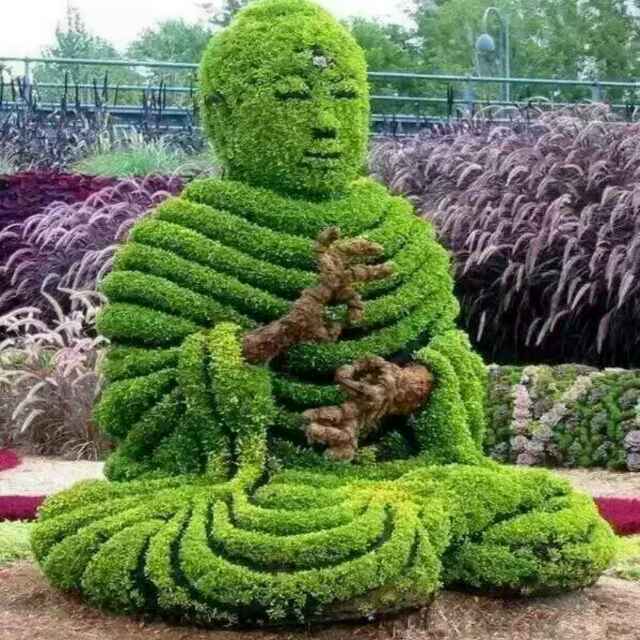 '美晨花卉苗木园艺场'头像