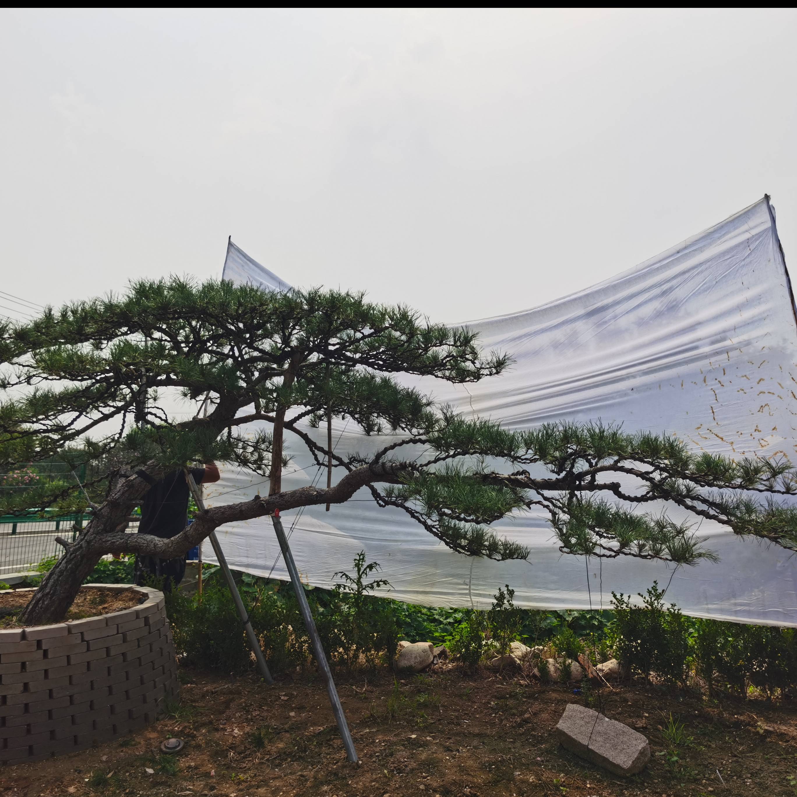 '泰安市乾景园林绿化工程有限公司'头像