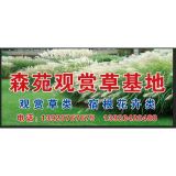 '森苑观赏草基地'头像