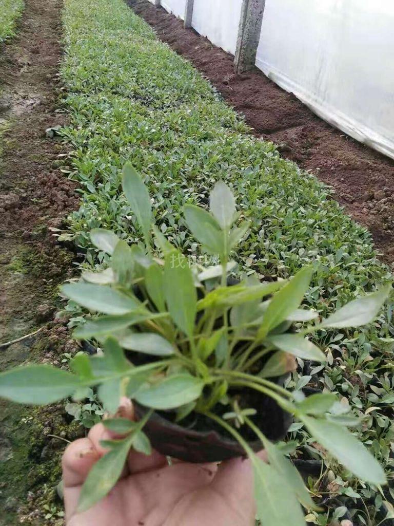 大花金鸡菊