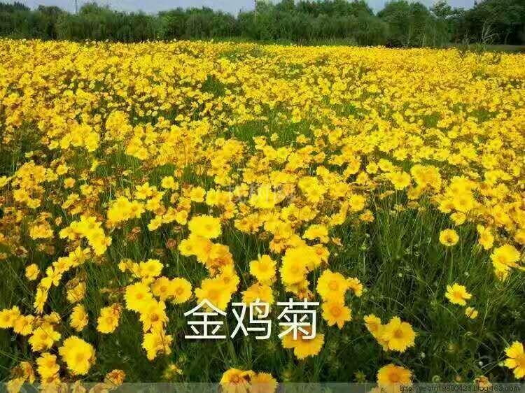 大花金鸡菊