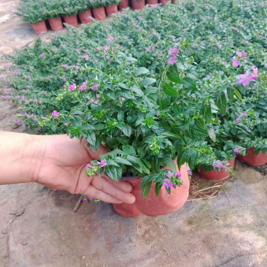满天星(颚菊花)