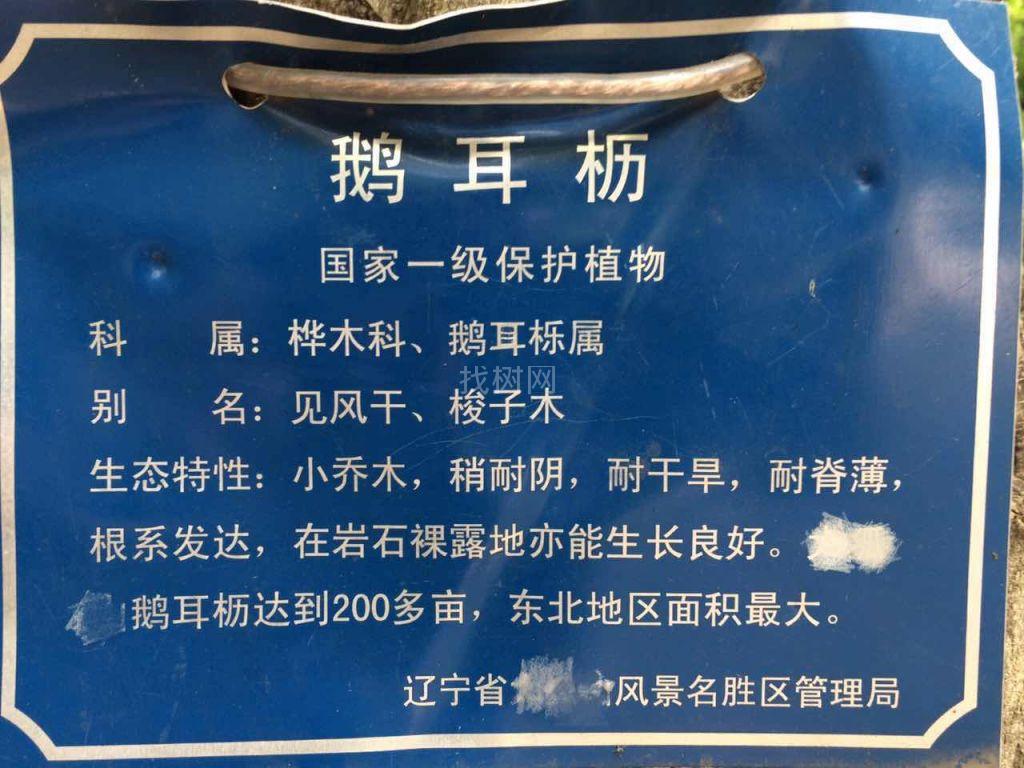 鹅耳枥（千金榆）