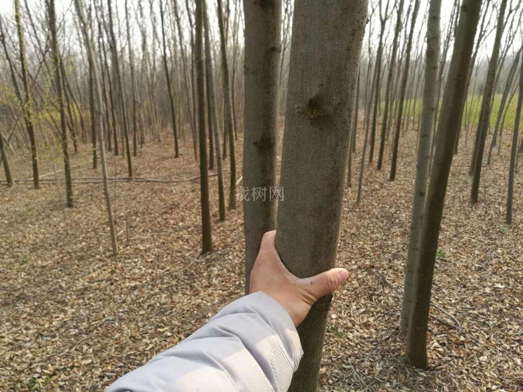栾树