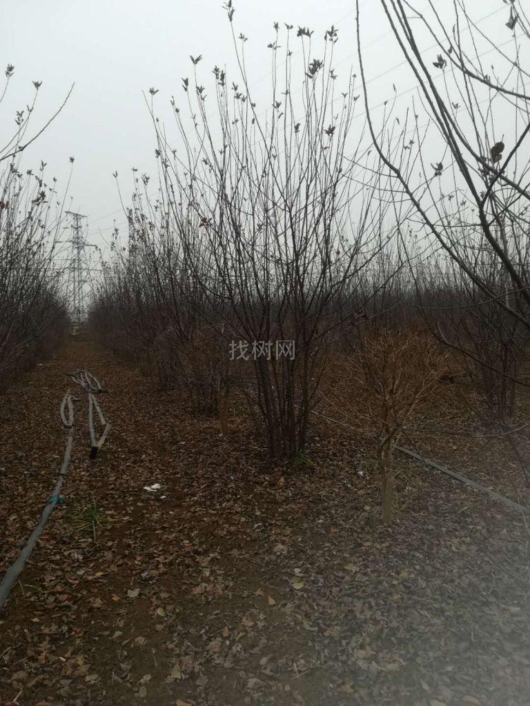 丛生绚丽海棠