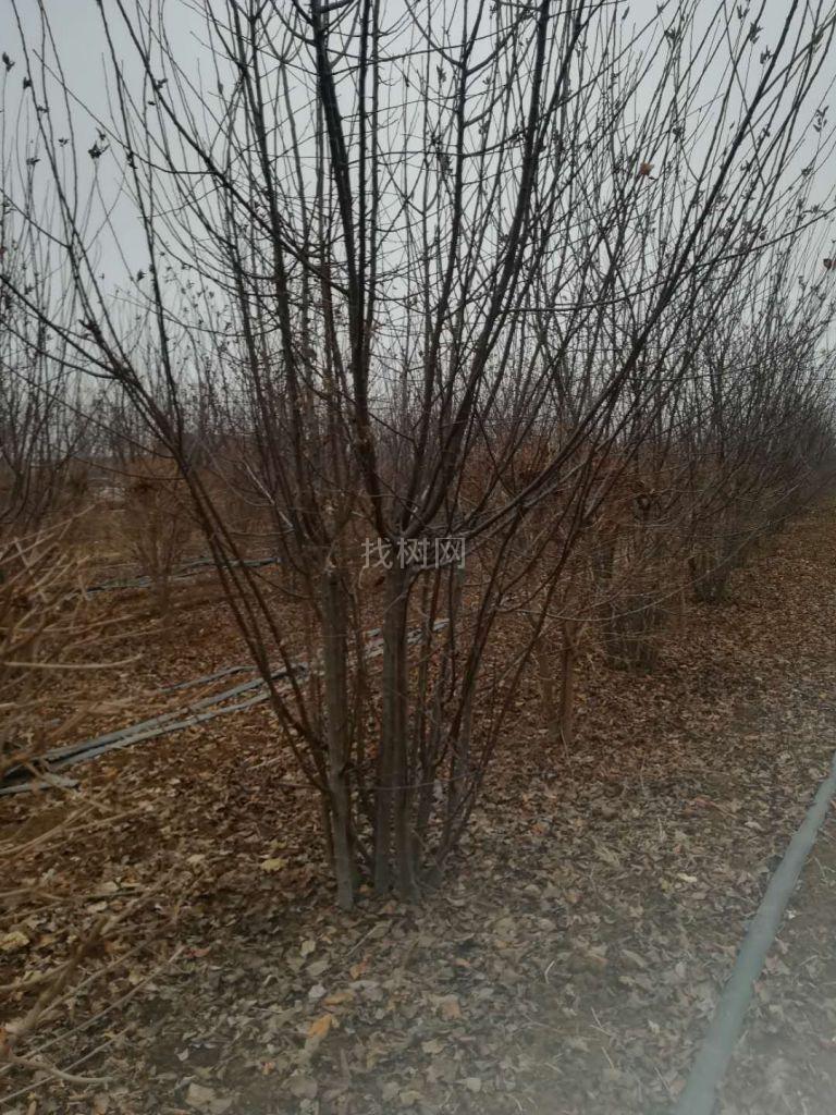 丛生绚丽海棠